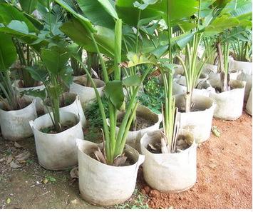 育苗袋_無紡布袋可以養花嗎?