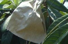 <b>枇杷套袋定做哪家好</b>