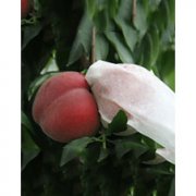 桃無紡布套袋定做哪家好