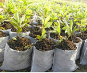 無紡布種植袋種樹時要拆嗎