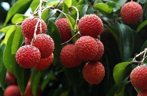 無紡布荔枝用套袋批發(fā)